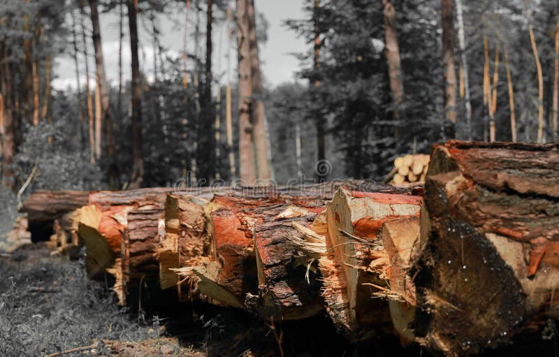 Śmierć lasu