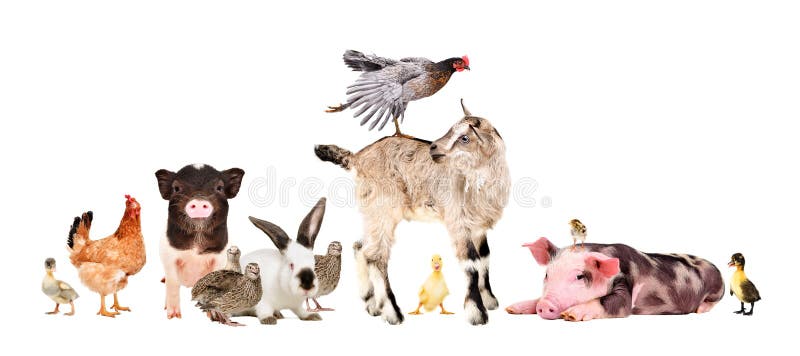 Funny group of farm animals isolated on white background. Funny group of farm animals isolated on white background