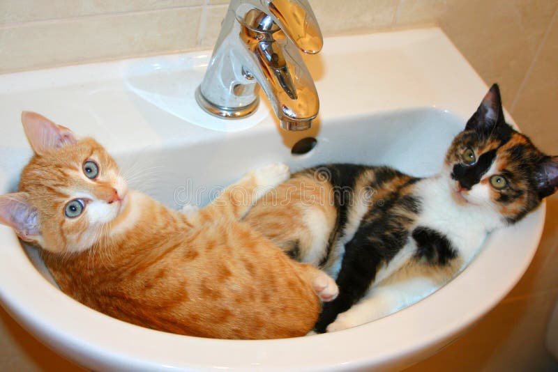 Śmieszna scena - dwa figlarki śpią w washbasin Ja jest humorystycznym fotografią z komediowym pojęciem obraz stock Śmieszna scena - dwa figlarki śpią w washbasin Ja jest humorystycznym fotografią z komediowym pojęciem obraz stock