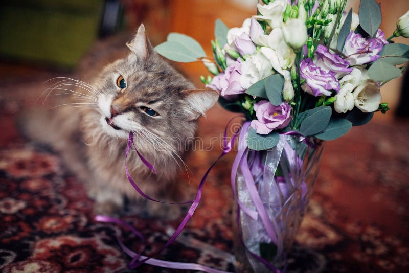 Grey groom`s cat eating wedding bouquet. Beautiful flowers in a vase, funny cat want to try some. Grey groom`s cat eating wedding bouquet. Beautiful flowers in a vase, funny cat want to try some.
