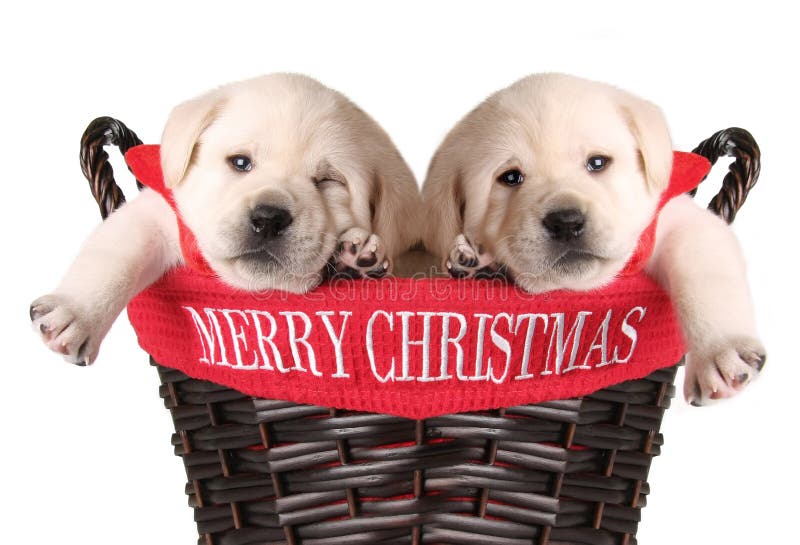 Merry Christmas puppies in a basket. Merry Christmas puppies in a basket.