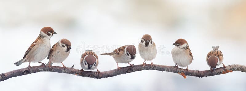 A lot of small funny birds sparrows sitting on a branch on the panoramic picture. A lot of small funny birds sparrows sitting on a branch on the panoramic picture