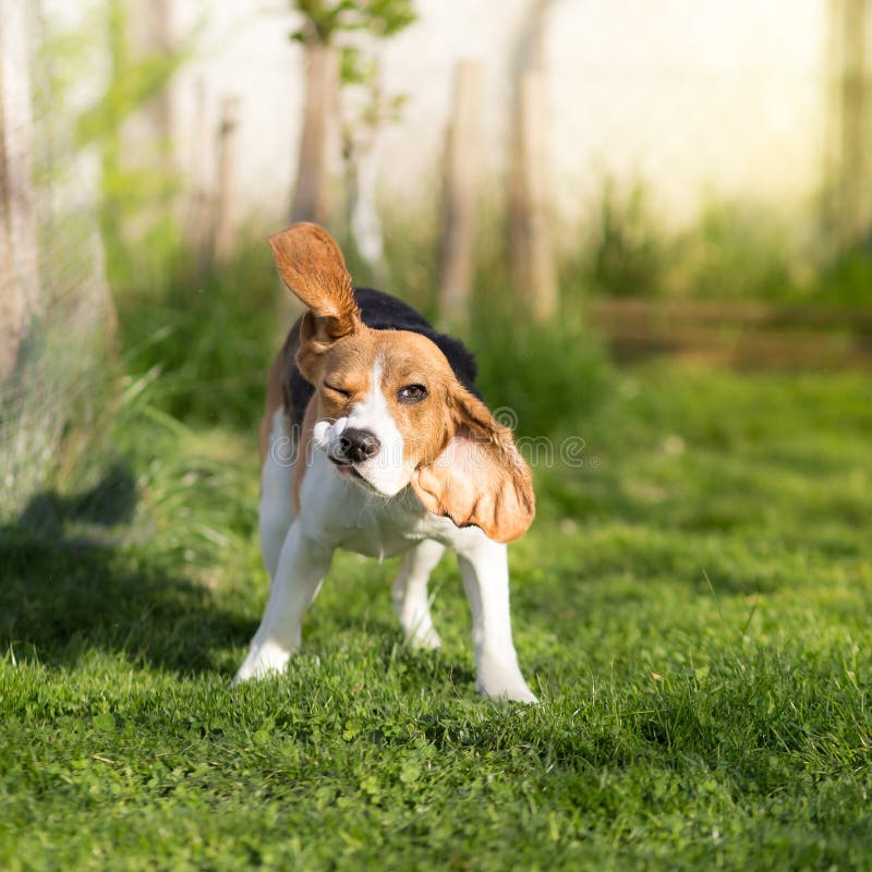 Śmieszny Beagle psa chwianie obrazy stock Śmieszny Beagle psa chwianie obrazy stock