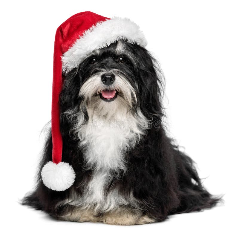 Pies Z Brodą I Krzaczastymi Brwiami Śmieszny Bożenarodzeniowy Havanese Pies Z Santa Kapeluszem I Białą