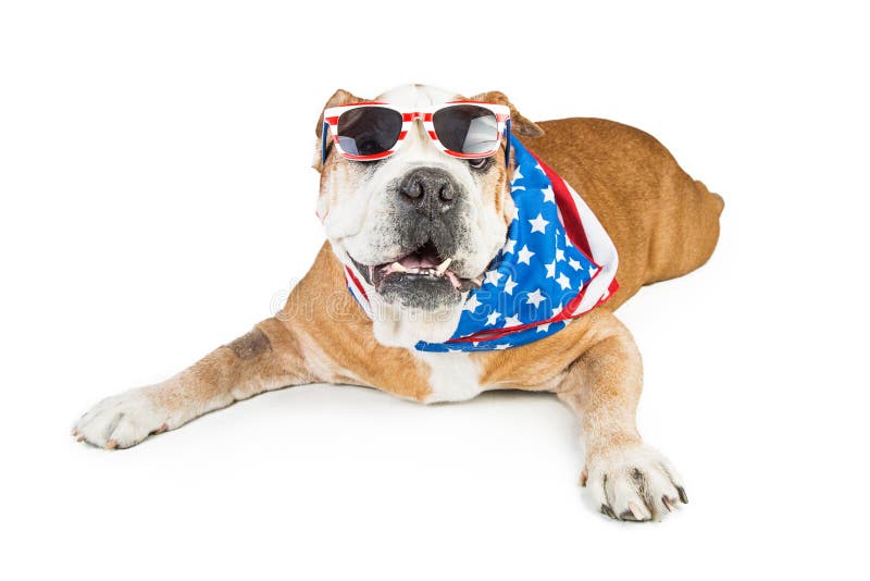 Funny dog wearing American patriotic bandana and sunglasses. Isolated on white. Funny dog wearing American patriotic bandana and sunglasses. Isolated on white.