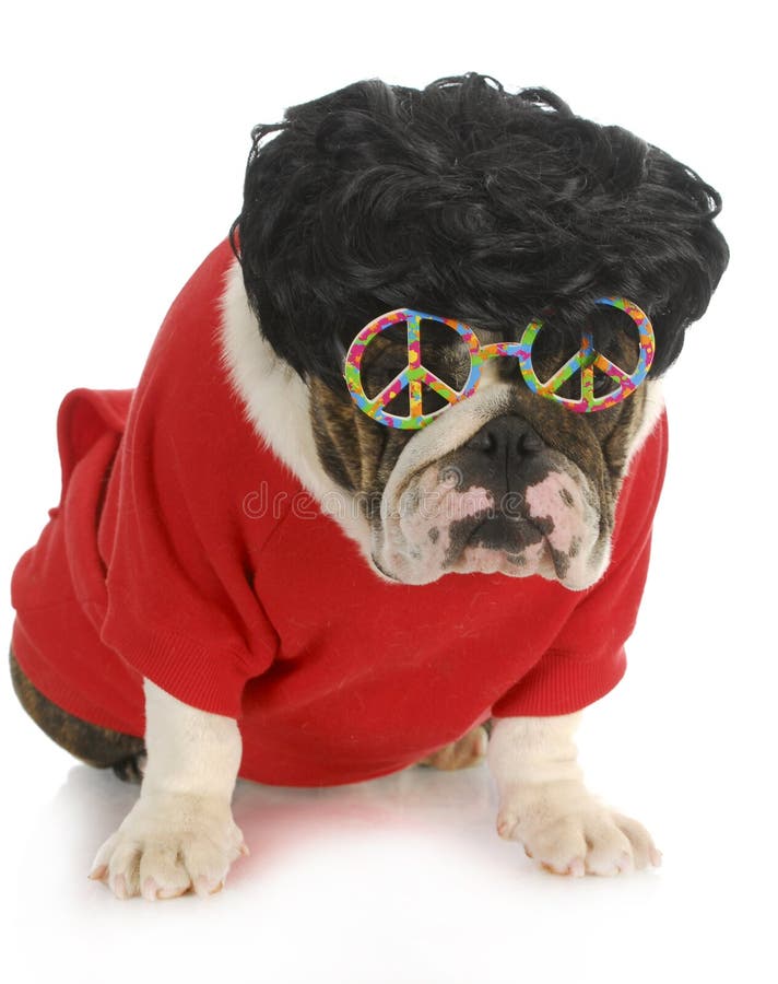 Funny dog - english bulldog wearing black wig and peace glasses isolated on white background. Funny dog - english bulldog wearing black wig and peace glasses isolated on white background