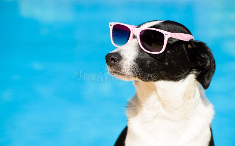 Śmieszny pies z okularami przeciwsłonecznymi na lecie w kierunku pływackiego basenu