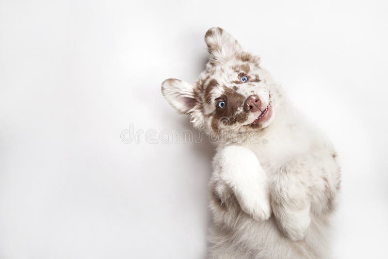 Funny studio portrait of the smilling puppy dog Australian Shepherd lying on the white background, giving a paw and begging. Funny studio portrait of the smilling puppy dog Australian Shepherd lying on the white background, giving a paw and begging