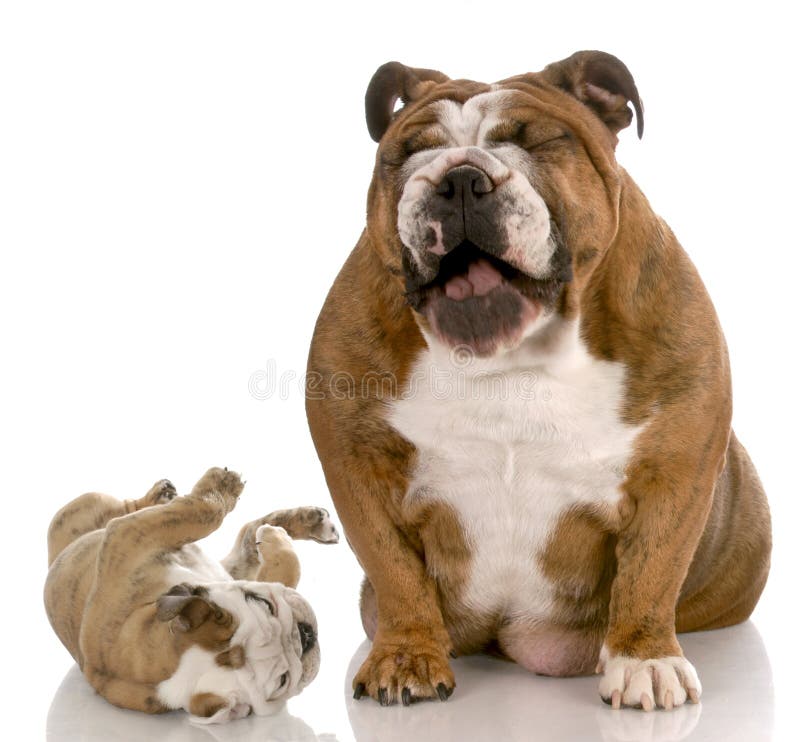 English bulldog adult dog laughing a silly puppy on white background. English bulldog adult dog laughing a silly puppy on white background