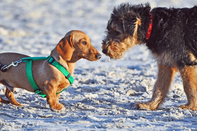 An adorable one in a million shot of an purebred Airedale puppy meeting a full grown pedigree breed of Dachshund dog on the white sand of the Australian beach. They come nose to nose to each other and the Airedale pup is very curious but the Dachshund seems quite disinterested and maybe a touch intimidated. An adorable one in a million shot of an purebred Airedale puppy meeting a full grown pedigree breed of Dachshund dog on the white sand of the Australian beach. They come nose to nose to each other and the Airedale pup is very curious but the Dachshund seems quite disinterested and maybe a touch intimidated.