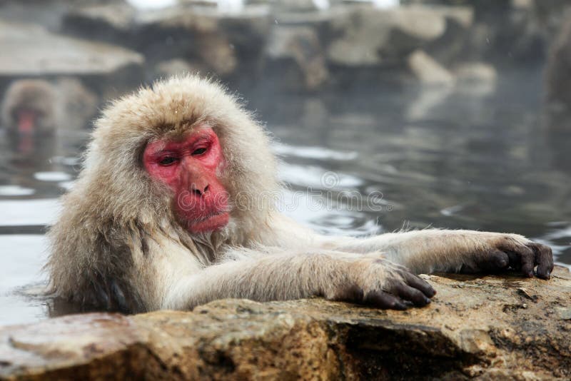Śnieg małpa, makaka kąpanie w gorącej wiośnie, Nagano prefektura, Japonia