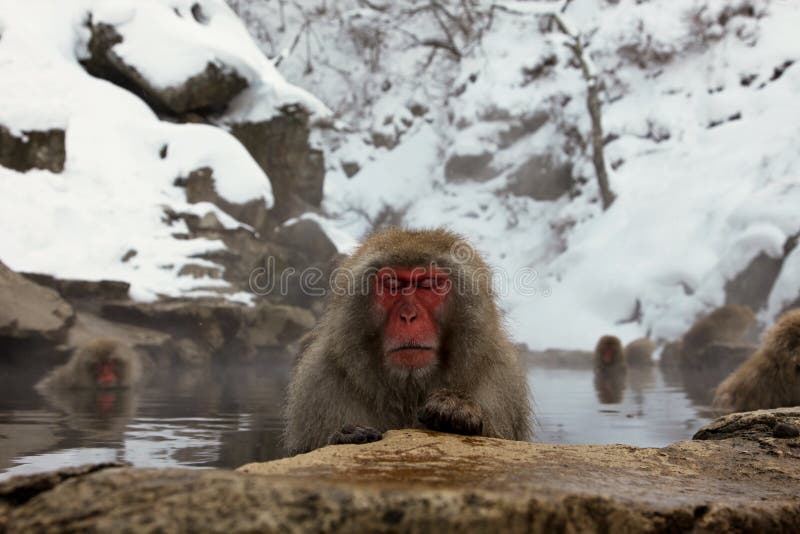 Śnieg małpa, makaka kąpanie w gorącej wiośnie, Nagano prefektura, Japonia