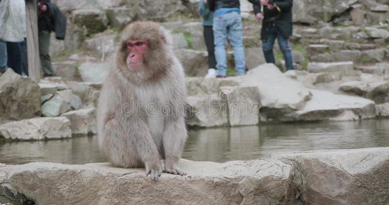 Śnieg małpa siedzi dalej onsen, gorąca wiosna, ściana i potrząśnięcia przewodzą energicznie