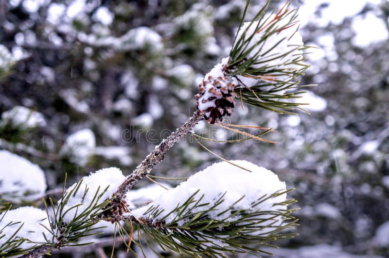 Åšnieg na igÅ‚ach PIne zdjęcie royalty free Åšnieg na igÅ‚ach PIne zdjęcie royalty free