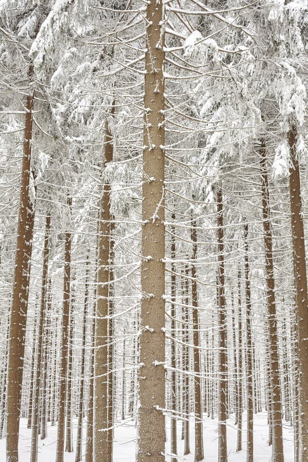 Śniegi zakrywający drzewni bagażniki, naturalny tło fotografia stock Śniegi zakrywający drzewni bagażniki, naturalny tło fotografia stock