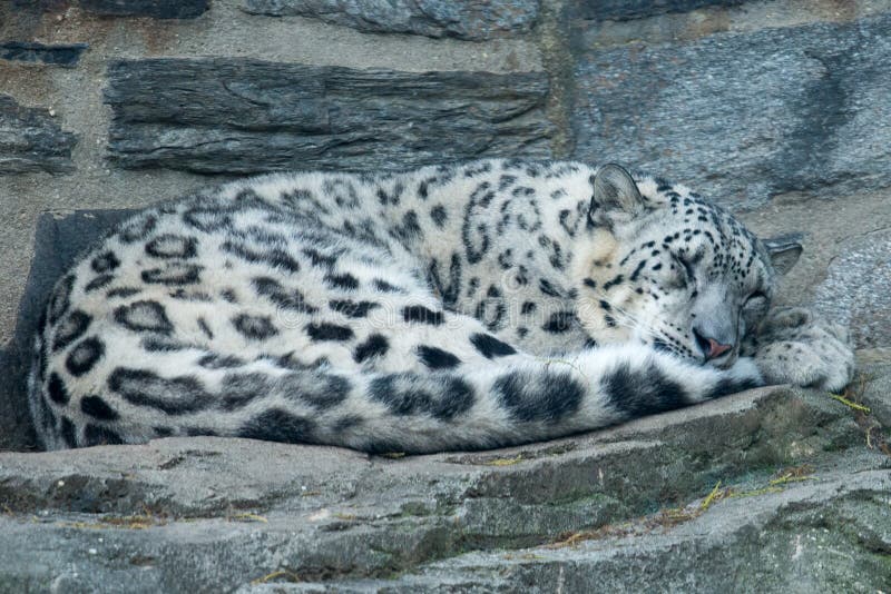 Śnieżnego lamparta Uncia uncia przy Filadelfia zoo fotografia stock Śnieżnego lamparta Uncia uncia przy Filadelfia zoo fotografia stock