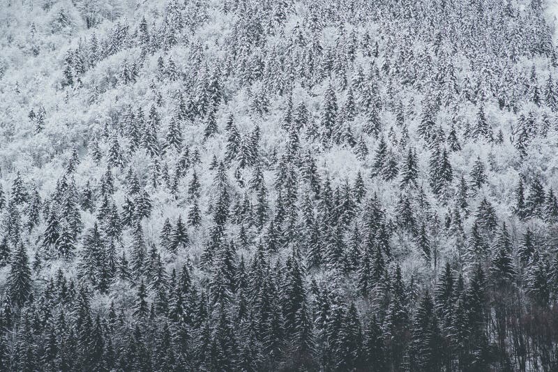 Śnieżny drzewo góry krajobrazu zimy nastrój fotografia royalty free