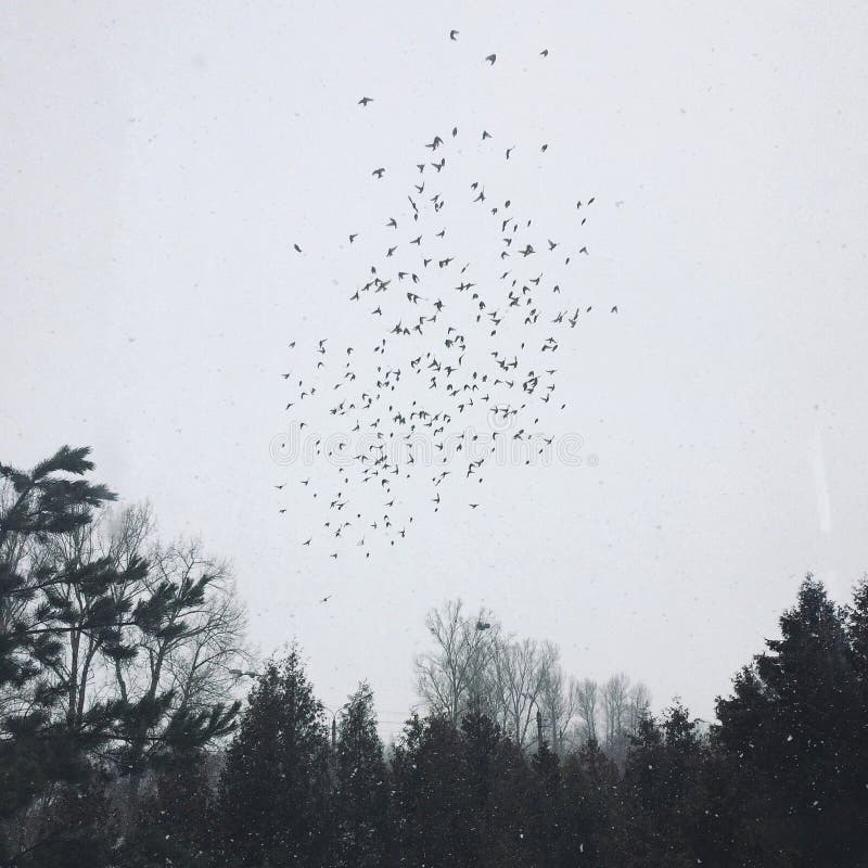 Snowy day with flying birds. Snowy day with flying birds