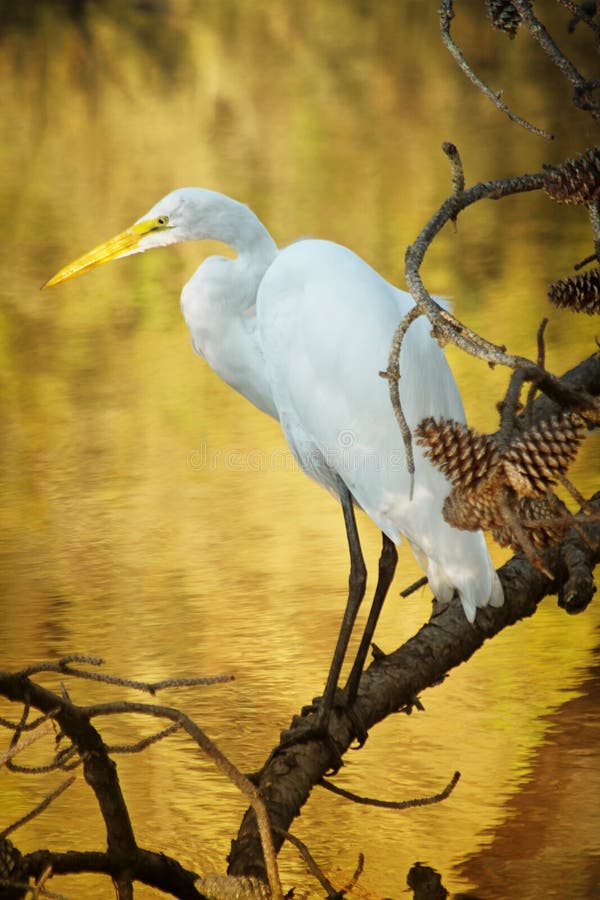Śnieżny Egret fotografia stock Śnieżny Egret fotografia stock