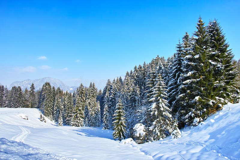 Śnieżny jedlinowy las w wysokogórskim krajobrazie przy niebieskim niebem fotografia stock Śnieżny jedlinowy las w wysokogórskim krajobrazie przy niebieskim niebem fotografia stock