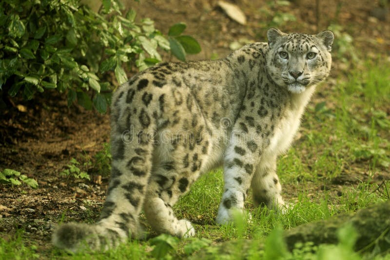 The snow leopard is a large cat who is living in the mountains of Central and South Asia. ItÂ´s a very rare animal with only 40 peaces in wildlife. The snow leopard is a large cat who is living in the mountains of Central and South Asia. ItÂ´s a very rare animal with only 40 peaces in wildlife.