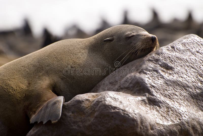 śpiąca futerkowa przylądek foka