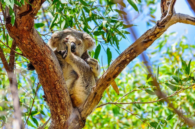 Śpiący koala na Wyspie Magnetycznej, Australia fotografia royalty free