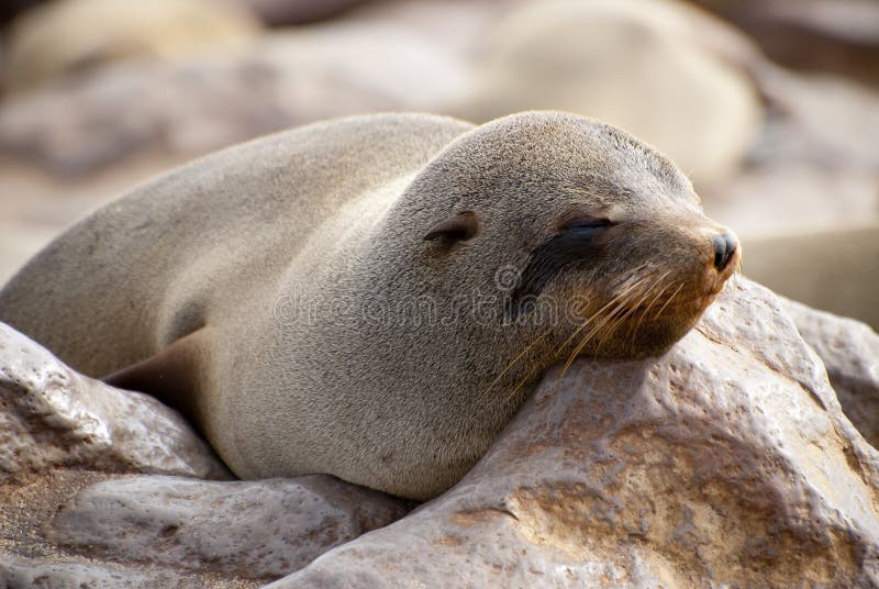 Śpiącego przylądka futerkowa foka