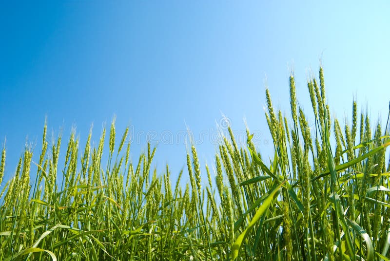 Wheat field and the blue sky. Wheat field and the blue sky