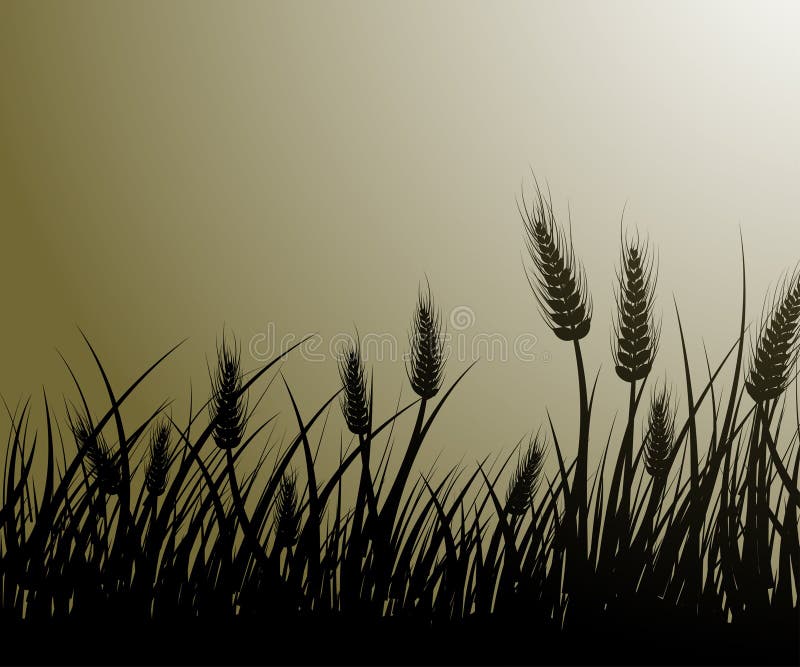 Vector image of wheat field. Vector image of wheat field