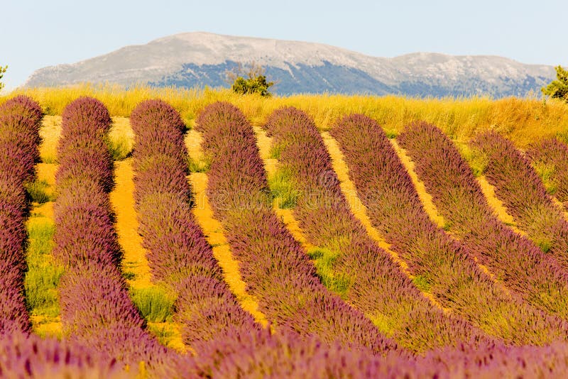 Lavender field, Plateau de Valensole, Provence, France. Lavender field, Plateau de Valensole, Provence, France