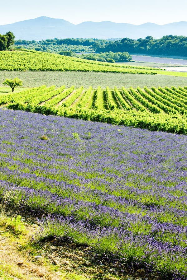 Lavender field with vineyards, Drome Department, Rhone-Alpes, France. Lavender field with vineyards, Drome Department, Rhone-Alpes, France