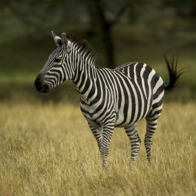 śródpolnego serengeti trwanie zebra obraz stock