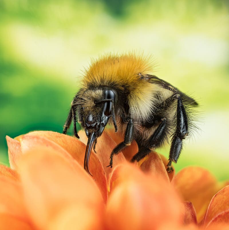 Śródpolny Bumblebee, Pospolity gręplarza Bumblebee, Bumblebee, Dumbledor, Dumbledore obraz stock Śródpolny Bumblebee, Pospolity gręplarza Bumblebee, Bumblebee, Dumbledor, Dumbledore obraz stock