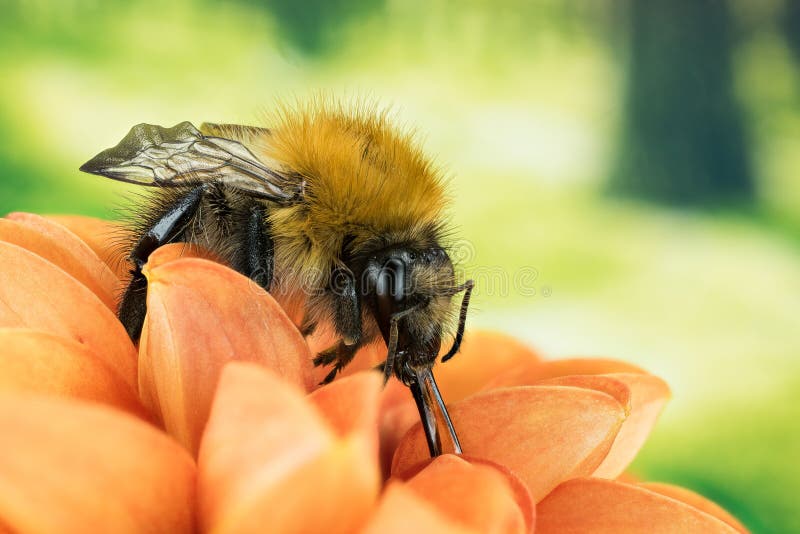 Śródpolny Bumblebee, Pospolity gręplarza Bumblebee, Bumblebee, Dumbledor, Dumbledore zdjęcie royalty free Śródpolny Bumblebee, Pospolity gręplarza Bumblebee, Bumblebee, Dumbledor, Dumbledore zdjęcie royalty free
