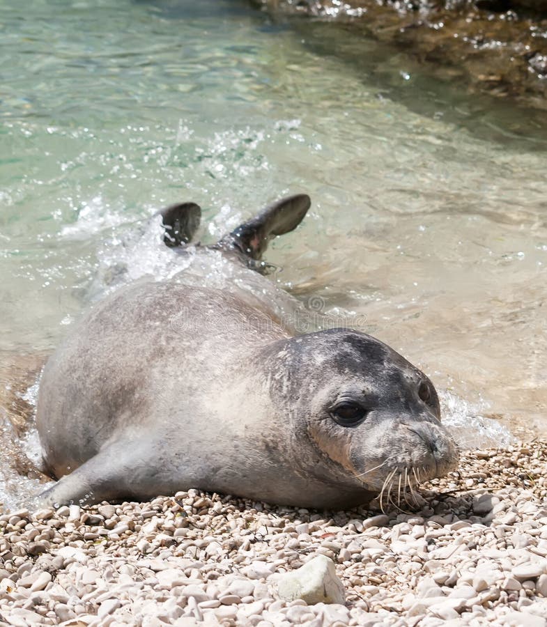 Mediterranean monk seal relax on sea shallows. Mediterranean monk seal relax on sea shallows