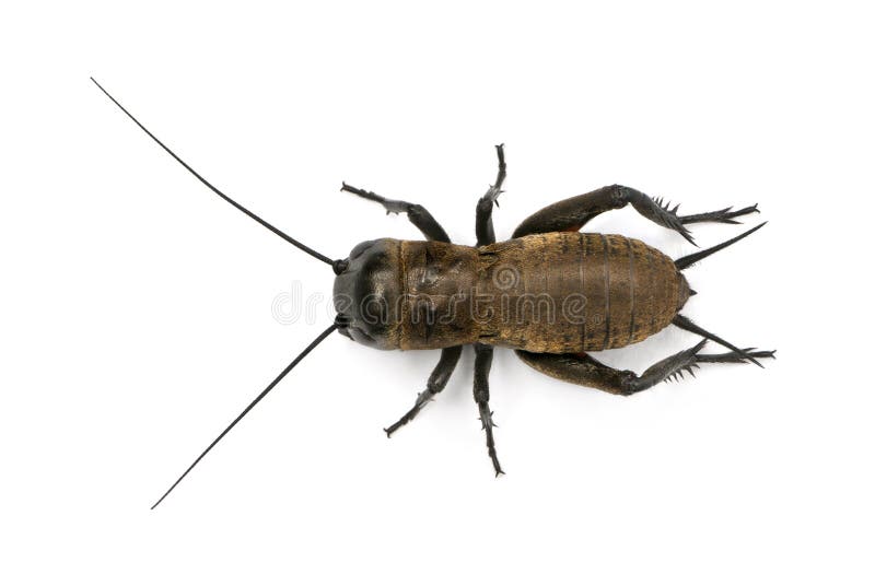 Śródziemnomorski śródpolny krykiet - Gryllus bimaculatus obraz royalty free Śródziemnomorski śródpolny krykiet - Gryllus bimaculatus obraz royalty free