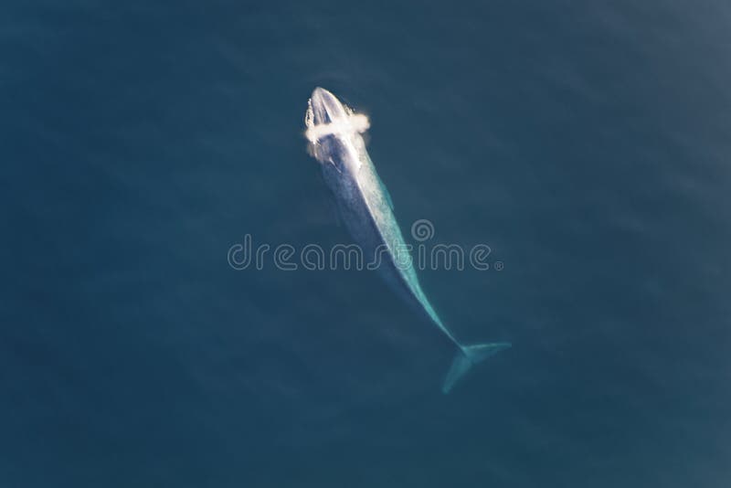 Światu wielki ssak błękitny wieloryb ukazuje się dla oddechu powietrze
