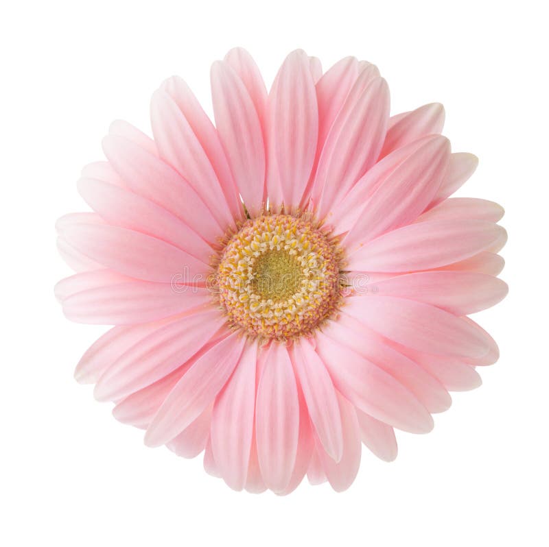 Światło - różowy Gerbera kwiat odizolowywający na białym tle