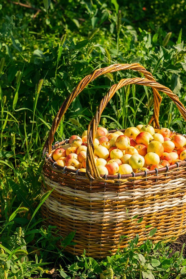 Świezi dojrzali organicznie jabłka w wielkim łozinowym koszu na zielonej trawie outdoors Jesieni i lata żniwa pojęcie Biofarm fotografia stock Świezi dojrzali organicznie jabłka w wielkim łozinowym koszu na zielonej trawie outdoors Jesieni i lata żniwa pojęcie Biofarm fotografia stock