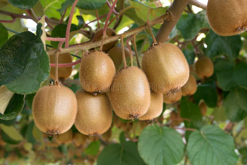 Świezi kiwi Kiwifruit Actinidia fotografia stock Świezi kiwi Kiwifruit Actinidia fotografia stock