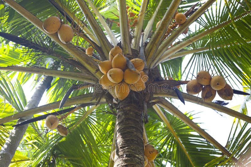Świezi koks na palmie