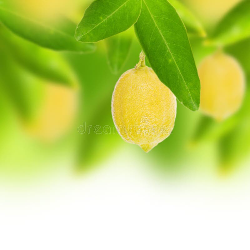 Fresh lemon with green leaves. Fresh lemon with green leaves