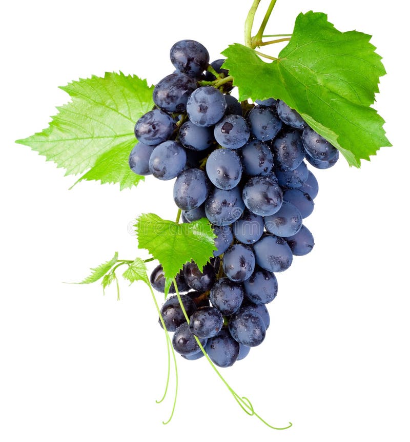 Świeża wiązka winogrona z liśćmi odizolowywającymi na białym tle