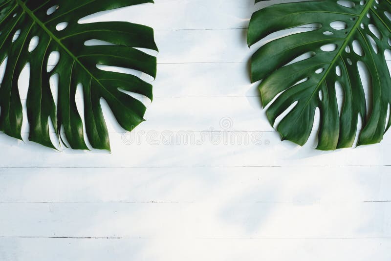 Świeża zielona monstera liścia tekstura na białym drewnianym ściennym tle obraz royalty free Świeża zielona monstera liścia tekstura na białym drewnianym ściennym tle obraz royalty free