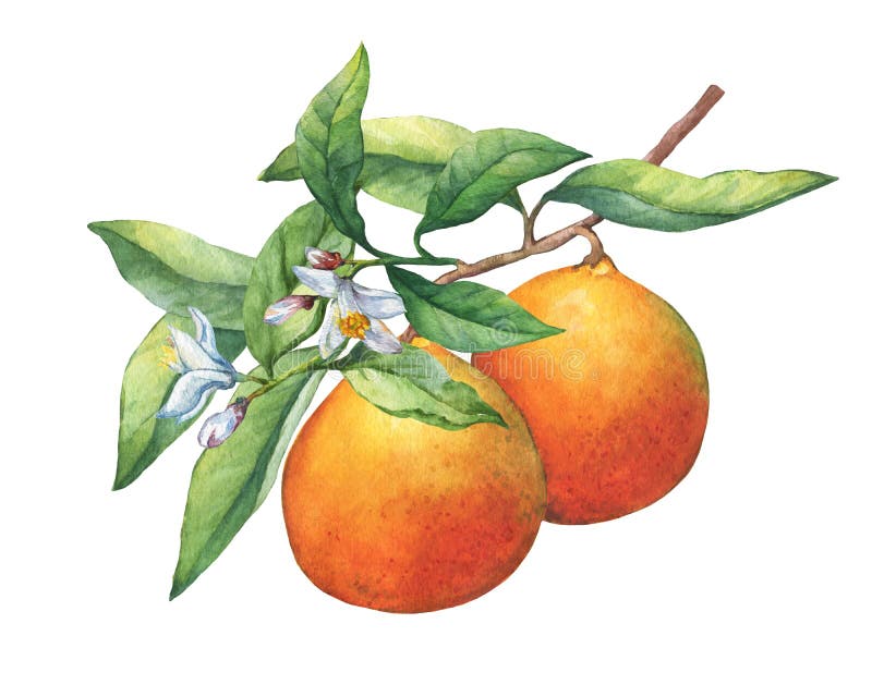 Świeże cytrus owoc pomarańcze na gałąź z owoc, zieleń opuszczają, pączkują i kwitną
