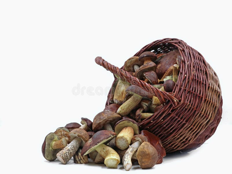 Świeże grzyby dzikie w padłym koszyku, izolowane na białym tle fotografia stock Świeże grzyby dzikie w padłym koszyku, izolowane na białym tle fotografia stock