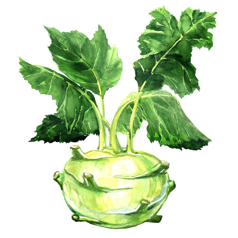 Świeże kalarepy z zielonymi liśćmi na odosobnionym białym backround ilustracja wektor Świeże kalarepy z zielonymi liśćmi na odosobnionym białym backround ilustracja wektor