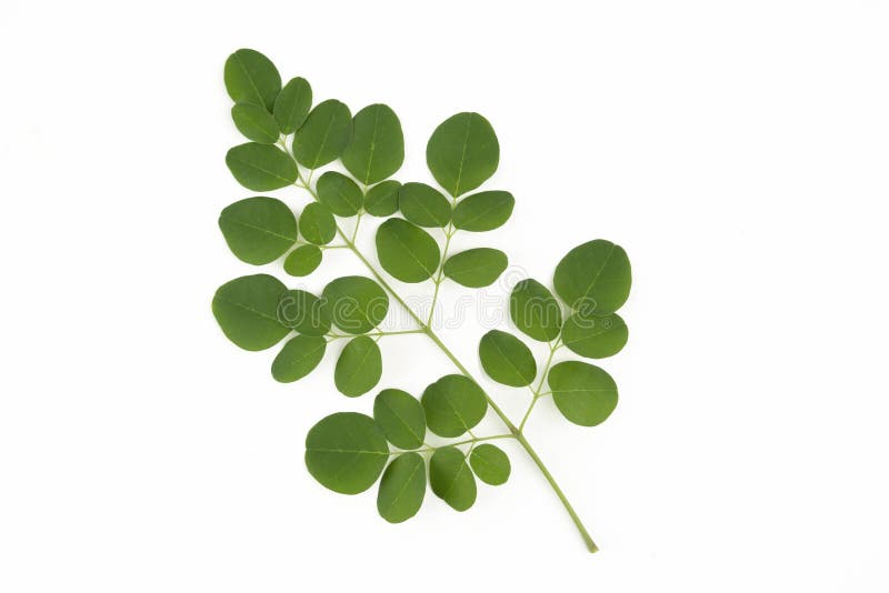 świeże liście moringa oleifera na białym tle zdjęcia royalty free