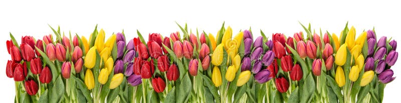 Świeże wiosna tulipanów wody krople Kwitnie granicę